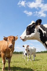 Vaches laitières Holstein avec une vache de boucherie Limousin dans un pâturage, mise au point sur la tête de la vache laitière Holstein noire et blanche au premier plan