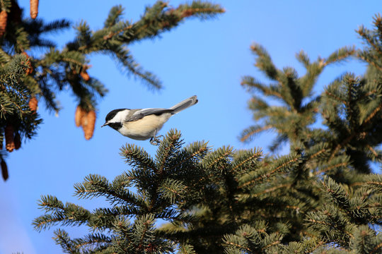 M&eacute;sange &agrave; t&ecirc;te noire