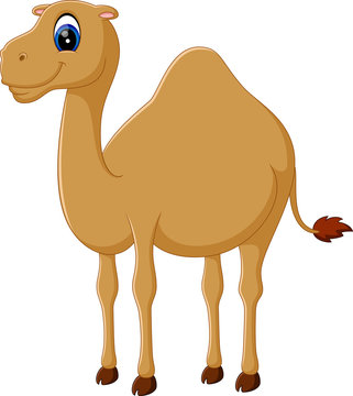 Illustration of cute funny camel