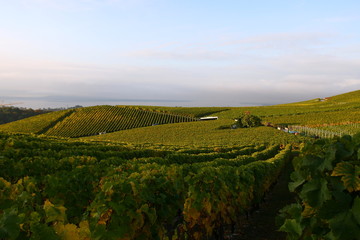 Panoram pół winnych