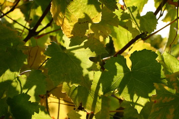 Liście winogron w słońcu