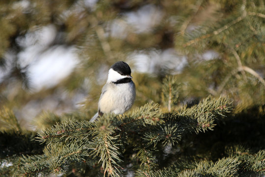 M&eacute;sange &agrave; t&ecirc;te noire