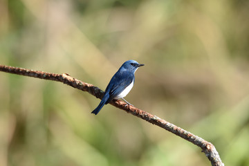 Ultramarine Flycatcher