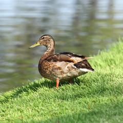 Naklejka na ściany i meble Beautiful Female Mallard Duck on the green grass