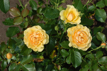 Three yellow tea roses. Garden flowers.