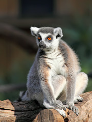 Naklejka na ściany i meble Ring-tailed Lemur