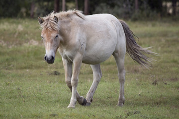 Young horse running on the meadow. Moma district. Yakutia. Russia.
