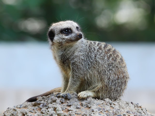 Suricate or Meerkat sitting on the stone