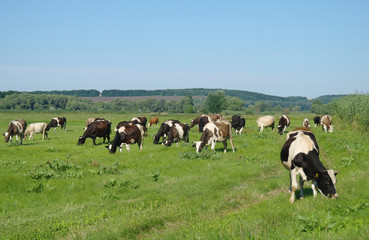 Cows on green grass in the summertime