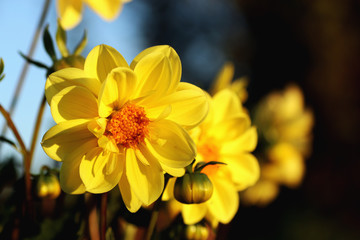 yellow flower close up