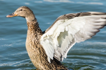 開翼するマガモ