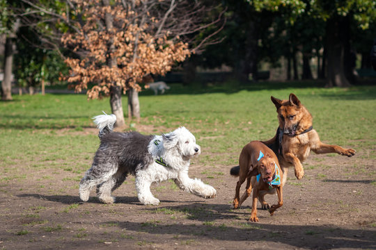 Insieme di cani  che giocano e corrono liberi in un parco cittadino