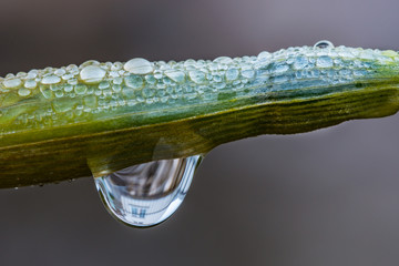 Water droplets on unopened daffodil