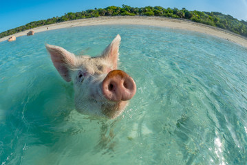Happy swimming pig - obrazy, fototapety, plakaty