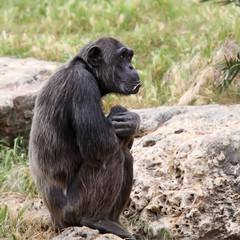 monkey sitting on a rock at the zoo