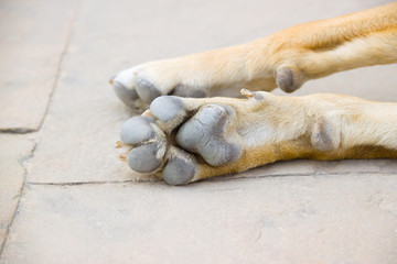 feet dog