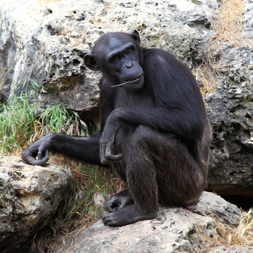 monkey sitting on a rock at the zoo. .