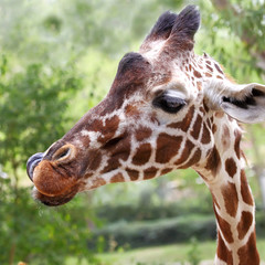 close up of giraffe face