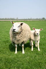 Sheep and lamb together in the meadow