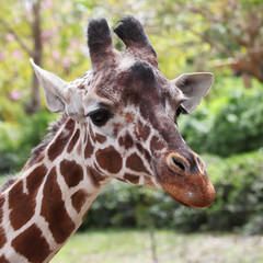 close up of giraffe face
