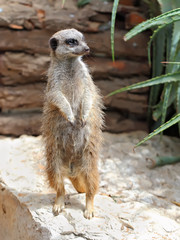 Portrait of a standing suricate on the stone