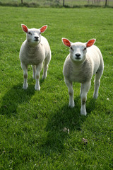 Obraz premium lamb walking in the meadow