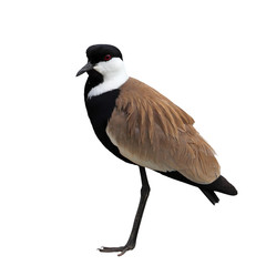 lapwing isolated on white background
