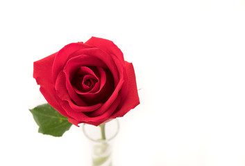 red rose