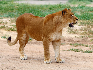 A lioness looking for food