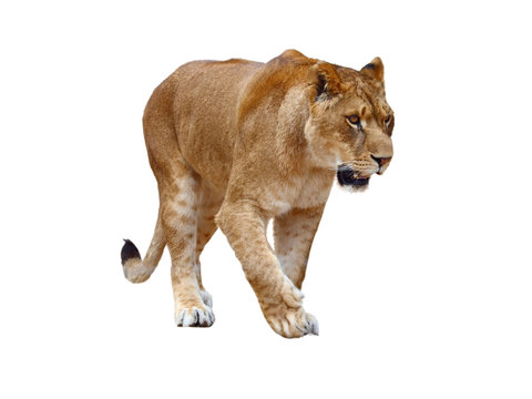 Lioness on white background