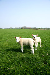 Fototapeta premium two lamb playing in the meadow