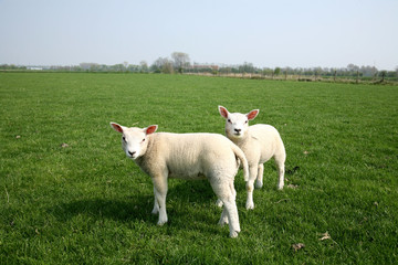 Fototapeta premium two lamb playing in the meadow looking at you