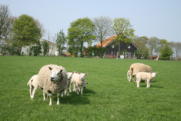 Fototapeta premium sheep with lamb in the meadow by a farm
