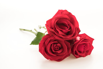Fototapeta premium red rose