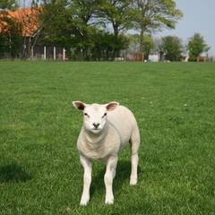 Obraz premium lamb in the meadow by a farm