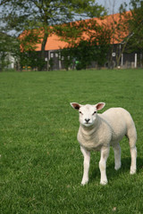 lamb in the meadow in front of a farm