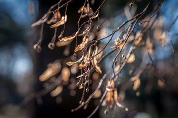 Rami  in inverno con foglie secche e frutti di bagolaro