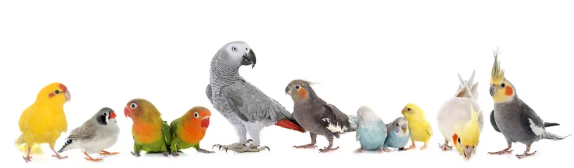 Crédence de cuisine en verre imprimé Perroquet groupe d& 39 oiseaux