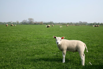 Obraz premium lamb standing in the green meadow
