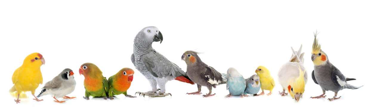 group of birds