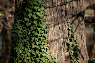 Corteccia di un albero  con tralci di edera verde