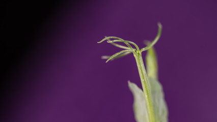 Pea plant against a dark violet background