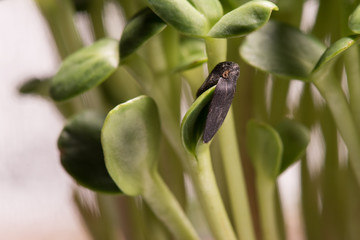 Sunflower microplants closeup after germination process against