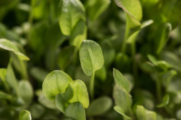 Green watercress microplants closeup after germination process