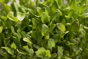 Fototapeta premium Green watercress microplants closeup after germination process