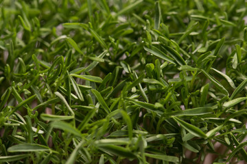 Lentil microplants closeup after germination process
