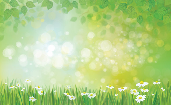 Vector summer background, leaves border and grass with chamomile