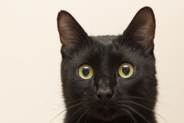 Black cat sitting in the apartment