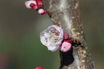 bocciolo di fiore albicocco, Prunus armeniaca.