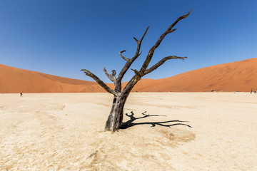 Tree silhouette in front of the red dune of Namib desert (Deadvlei, Namibia)